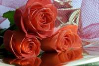 Joly tu n as pas range le vase....il nous le faut bonnd journee bonnes soldes pour les nordistes