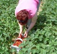 Joly vite une dame te pique tes fraises court et saute au dessus des fraisiers...