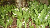 Muguet du 1er mai ;-)