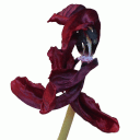 Profile picture for user Pat38