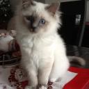 Profile picture for user choupette574