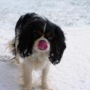 Profile picture for user thermobri