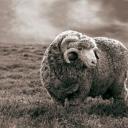 Profile picture for user merinos