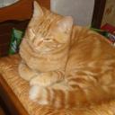 Profile picture for user choupette242