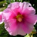 Profile picture for user marithe81