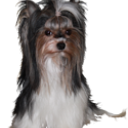 Profile picture for user Biewer