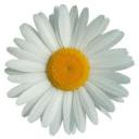 Profile picture for user AurelieMisty