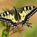 Profile picture for user Machaon57
