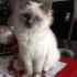 Profile picture for user choupette574