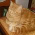 Profile picture for user choupette242