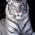 Profile picture for user ketche57