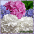 Profile picture for user MounetteChou1956