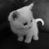 Profile picture for user clafoutis83