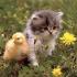 Profile picture for user cathie41chambord