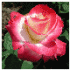 Profile picture for user rosy12
